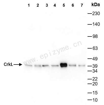 Anti-CRKL Rabbit mAb [21K69K63]