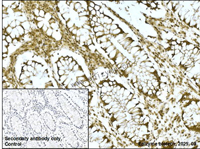 Anti-CRKL Rabbit mAb [21K69K63]