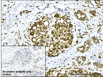 Anti-CRKL Rabbit mAb [21K69K63]