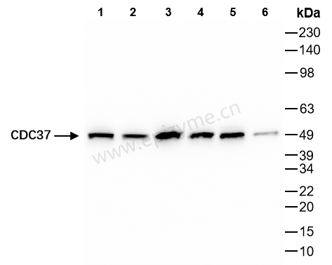 Anti-CDC37 Rabbit mAb [85K80L49]