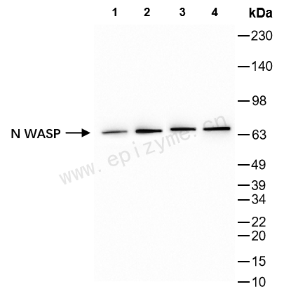 Anti-N WASP Rabbit mAb [52K66M54]