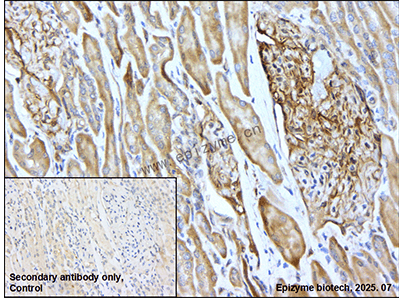 Anti-N WASP Rabbit mAb [52K66M54]