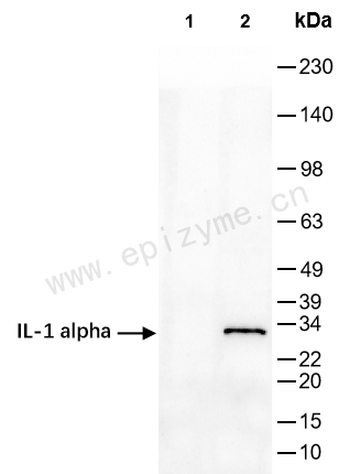 Anti-IL-1 Alpha Rabbit mAb [26G56S27]