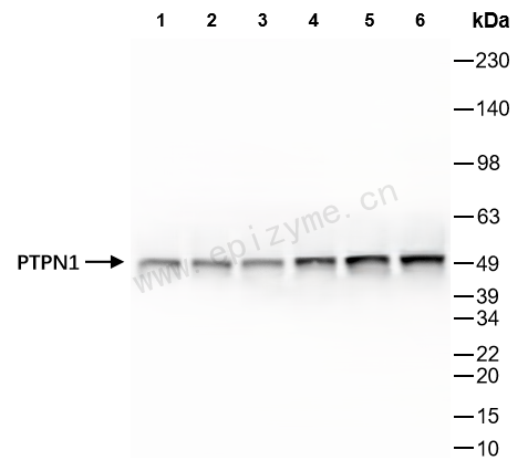 Anti-PTP1B Rabbit mAb [99P95D79]