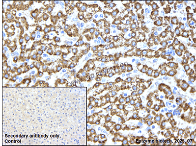 Anti-PTP1B Rabbit mAb [99P95D79]