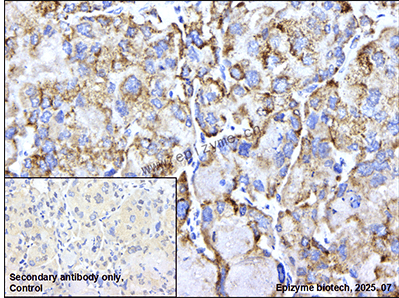 Anti-PTP1B Rabbit mAb [99P95D79]