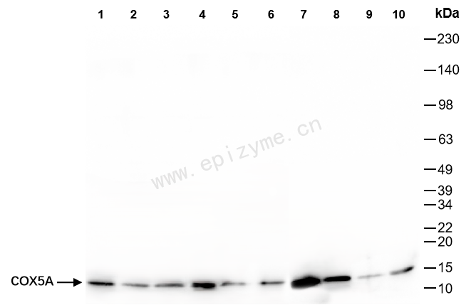 Anti-COX5A Rabbit mAb [72T07L77]