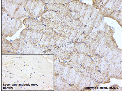 Anti-COX5A Rabbit mAb [72T07L77]