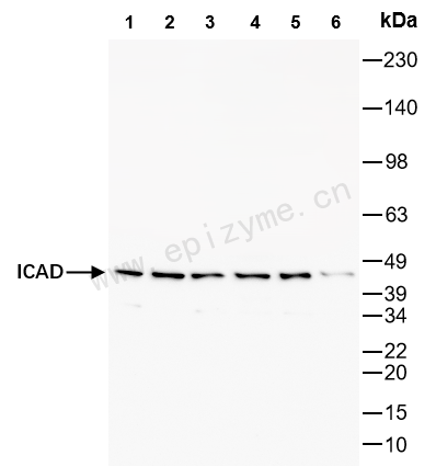 Anti-ICAD Rabbit mAb [53S38G77]