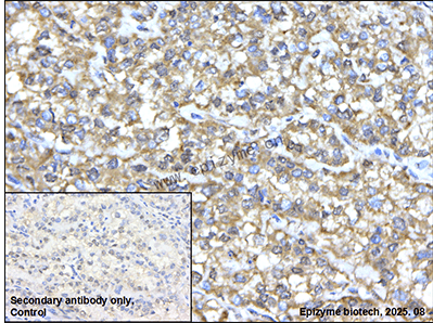 Anti-ICAD Rabbit mAb [53S38G77]