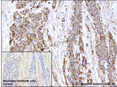 Anti-ICAD Rabbit mAb [53S38G77]