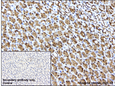Anti-Cyclophilin 40 Rabbit mAb [39B66E99]