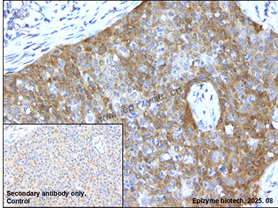 Anti-Cyclophilin 40 Rabbit mAb [39B66E99]