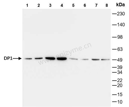 Anti-DP1/TFDP1 Rabbit mAb [62F62D92]