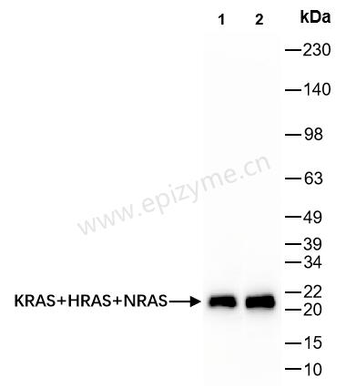 Anti-Ras Rabbit mAb [28P24A51]