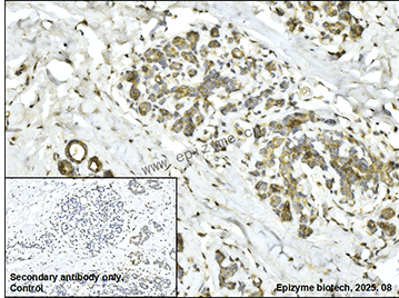 Anti-SCD1 Rabbit mAb [60L70M15]