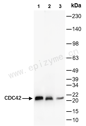 Anti-CDC42 Rabbit mAb [11L56M54]