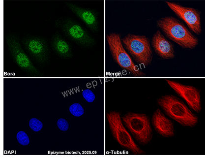 Anti-Bora Rabbit mAb [36L23L99]