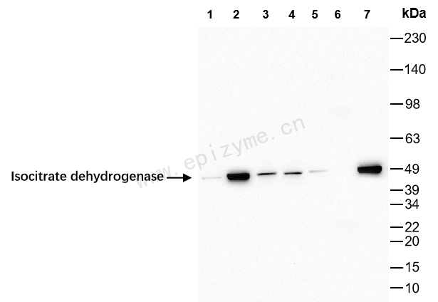 Anti-IDH1 Rabbit mAb [48K31L79]