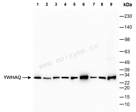 Anti-14-3-3 theta Rabbit mAb [79K15K36]
