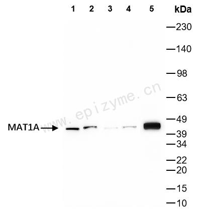 Anti-MAT1A Rabbit mAb [66K94L89]