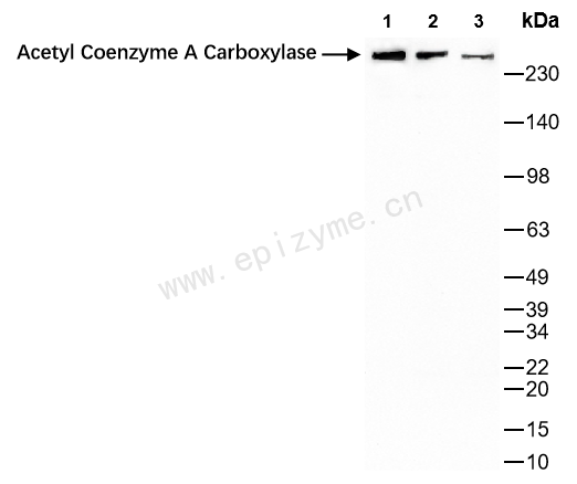 Anti-Acetyl Coenzyme A Carboxylase Rabbit mAb [92K41K44]