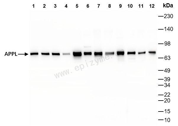 Anti-APPL Rabbit mAb [59L67K49]