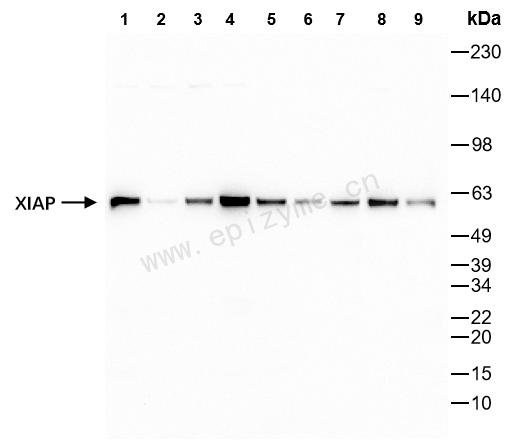 Anti-XIAP Rabbit mAb [41L25L98]