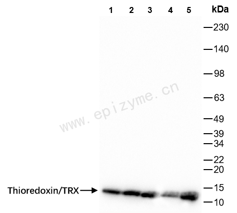Anti-TRX1 Rabbit mAb [55K01L54]