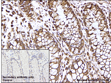 Anti-TRX1 Rabbit mAb [55K01L54]