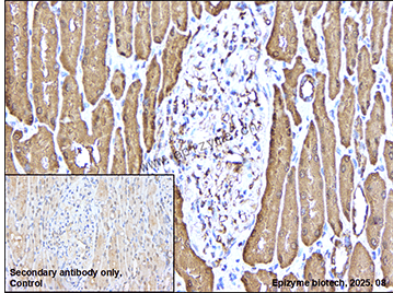 Anti-TRX1 Rabbit mAb [55K01L54]