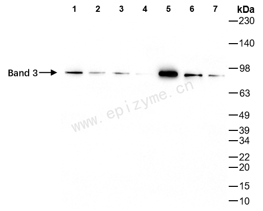 Anti-Band 3 Rabbit mAb [48L80L56]