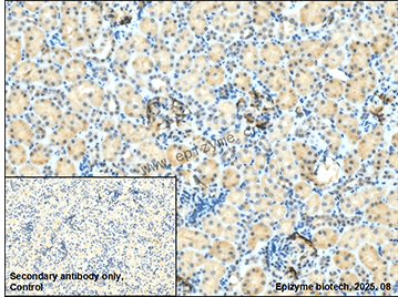 Anti-Band 3 Rabbit mAb [48L80L56]