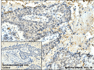 Anti-Band 3 Rabbit mAb [48L80L56]