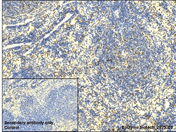 Anti-Band 3 Rabbit mAb [48L80L56]