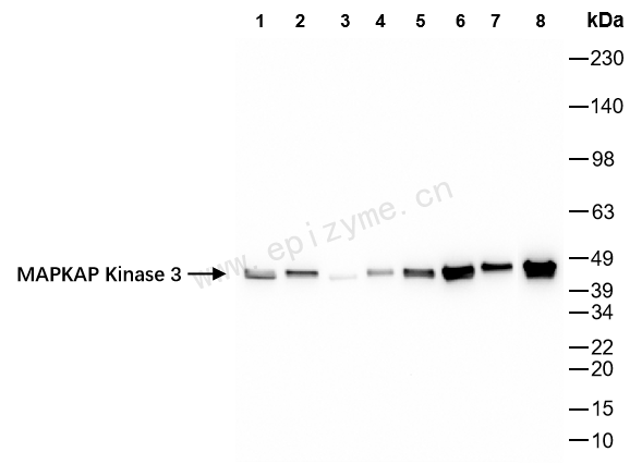 Anti-MK3 Rabbit mAb [12L57K12]