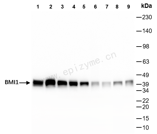 Anti-BMI1 Rabbit mAb [76M96L36]