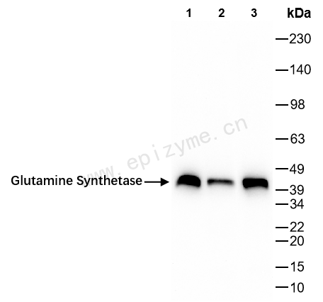 Anti-Glutamine Synthetase Rabbit mAb [72M39L80]