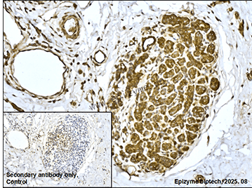 Anti-MAPK6 Rabbit mAb [45L18K54]
