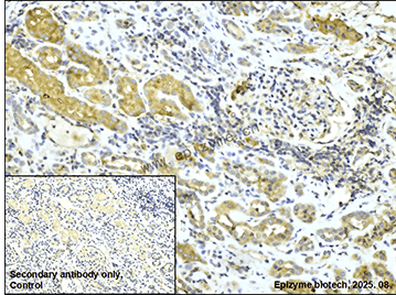 Anti-MAPK6 Rabbit mAb [45L18K54]