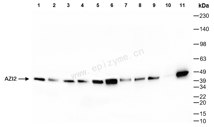 Anti-AZI2 Rabbit mAb [77K29K28]