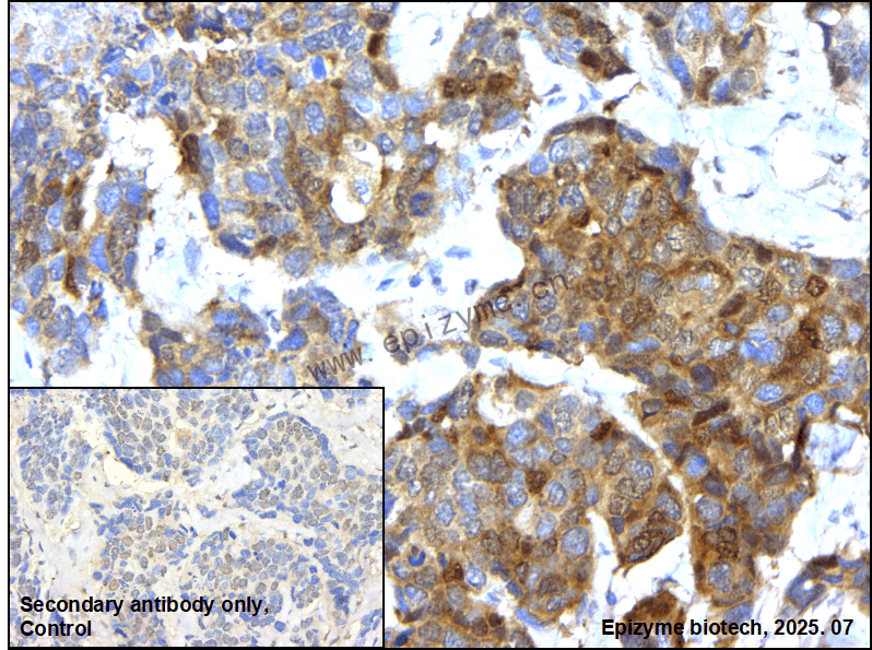Anti-DNAJC12 Rabbit mAb [47S44B66]