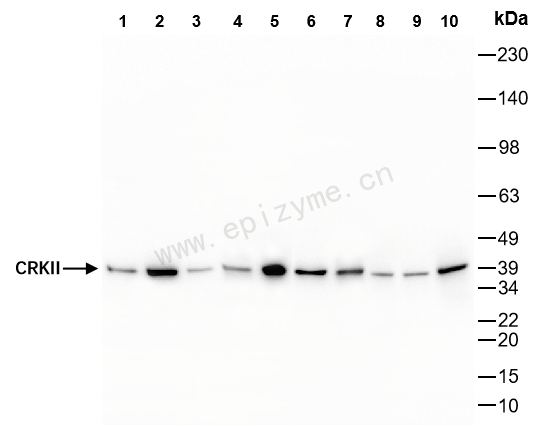 Anti-CRK Rabbit mAb [67T37G66]