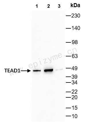 Anti-TEF1/TEAD-1 Rabbit mAb [96T89H01]