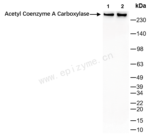 Anti-Acetyl Coenzyme A Carboxylase Rabbit mAb [73D41S82]