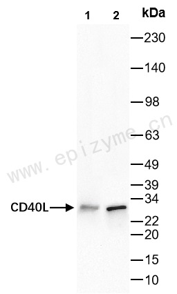 Anti-CD40L Rabbit mAb [89G32T91]