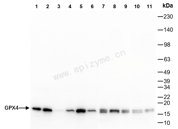 Anti-Glutathione Peroxidase 4 Rabbit mAb [75P49J64]