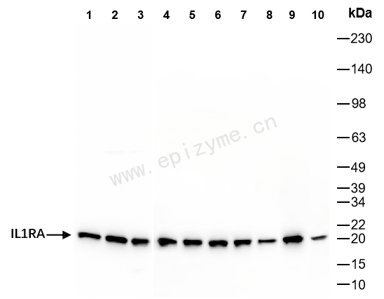 Anti-IL-1RA Rabbit mAb [87J84C73]
