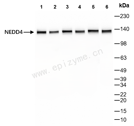 Anti-NEDD4 Rabbit mAb [99Q83K08]