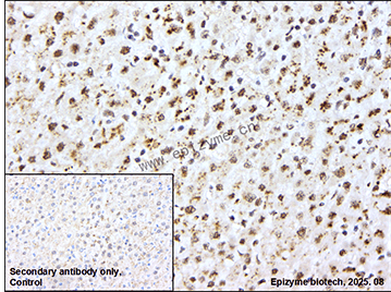 Anti-Phospho-SHP2 (Tyr542) Rabbit mAb [79L37A28]